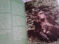 Лот: 21603586. Фото: 2. ок..(1092371)Среди животных Африки... Литература, книги