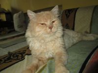 Лот: 3343261. Фото: 2. Персиковый кот. Животные и уход