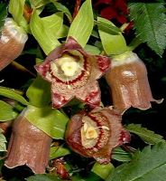 Лот: 15999834. Фото: 2. Кодонопсис уссурийский (Codonopsis... Семена, рассада, садовые растения
