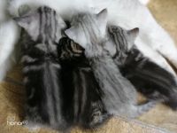 Лот: 13956443. Фото: 3. животные. Растения и животные