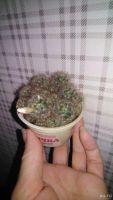Лот: 9648527. Фото: 2. Маммилярия пролифера (Mammillaria... Комнатные растения и уход
