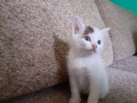 Лот: 16434958. Фото: 2. Котята. Животные и уход