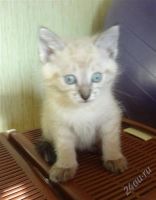 Лот: 1887934. Фото: 2. Котята разные окрасы, отдаются... Животные и уход