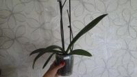 Лот: 8458711. Фото: 6. орхидея фаленопсис F20(отцвела...