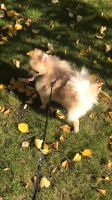 Лот: 14610624. Фото: 4. Щенок 🐶 шпица 🐶 Девочка 6 месяцев. Красноярск