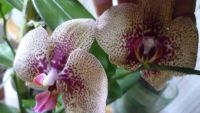 Лот: 7993071. Фото: 2. орхидея фаленопсис (отцвела)F11... Комнатные растения и уход