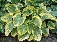 Лот: 25440224. Фото: 3. Хоста Меджик Фаер (hosta Magic... Для дачи, дома, огорода, бани, парка