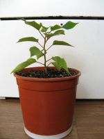 Лот: 21076872. Фото: 3. Пуансетия молодая. новые фото. Растения и животные