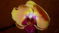 Лот: 5745263. Фото: 7. орхидея фаленопсис (Solid Gold...