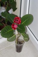 Лот: 3123527. Фото: 3. Глоксиния 10. Растения и животные