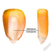Лот: 19583538. Фото: 3. 100% Кукурузное масло, 0,75 л... Красноярск