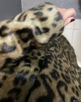 Лот: 25765755. Фото: 2. Шубка из искусственного меха леопардовая. Женская одежда