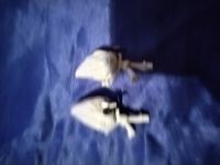 Лот: 25169442. Фото: 2. Две игрушки из киндер-сюрпризов... Игрушки