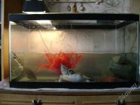 Лот: 1692882. Фото: 2. Аквариум 100 литров с 2 водяными... Аквариумистика