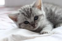 Лот: 5005071. Фото: 5. Британские котята. К празднику...