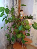 Лот: 16086211. Фото: 3. Сингониум без горшка. Растения и животные