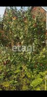 Лот: 25283953. Фото: 20. 1-комн. дача , садоводческое некоммерческое...