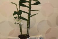 Лот: 6561669. Фото: 4. Орхидея Дендробиум Нобиле белая... Красноярск