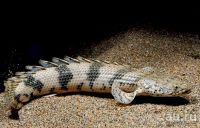 Лот: 13483563. Фото: 2. Полиптерус Эндлихера (Polypterus... Аквариумистика