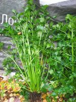 Лот: 12313504. Фото: 3. Сельдерей черешковый. Красноярск