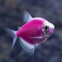 Лот: 12658658. Фото: 2. Тернеция GloFish (фиолетовый... Аквариумистика