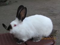 Лот: 5657496. Фото: 3. Калифорнийские кролики. Растения и животные