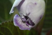 Лот: 4287522. Фото: 6. Глоксиния махровая (зацветает)