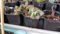 Лот: 9726952. Фото: 2. Крассула Crassula healing x rupestre... Комнатные растения и уход