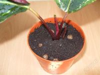 Лот: 441722. Фото: 2. Калатея Roseopicta 'Jungle Rose... Комнатные растения и уход