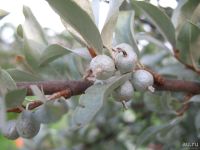 Лот: 14022888. Фото: 3. Лох Серебристый (лат. Elaeagnus... Для дачи, дома, огорода, бани, парка