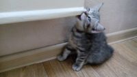 Лот: 5114094. Фото: 5. Хорошенькие Шотландские котятки