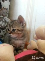 Лот: 7835213. Фото: 4. Шотландский прямоухий котенок... Красноярск