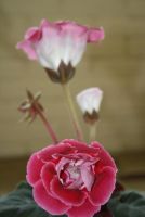 Лот: 4239612. Фото: 2. Глоксиния розовая махровая (всё... Комнатные растения и уход