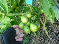 Лот: 11168384. Фото: 2. помидоры (томаты) черные, коренастая... Семена, рассада, садовые растения