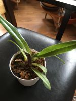 Лот: 8295977. Фото: 3. Орхидея пафиопедилум (Paphiopedilum... Растения и животные