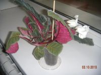 Лот: 6198280. Фото: 3. Глоксиния белая Аванти, цветущая. Растения и животные