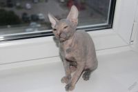 Лот: 5919662. Фото: 5. кошка лысая