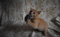 Лот: 13866983. Фото: 5. кошка