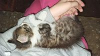 Лот: 16295464. Фото: 5. Котёнок! Подкидыш!!