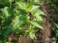 Лот: 8224486. Фото: 2. Топинамбур (ростки для посадки... Комнатные растения и уход