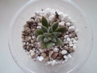 Лот: 10769078. Фото: 2. Эхеверия Set Oliver (детка). Комнатные растения и уход