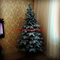 Лот: 4780401. Фото: 7. Ель зеленая комбинированная с...