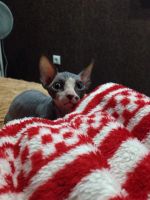 Лот: 5991205. Фото: 3. котята канадский сфинкс. Растения и животные