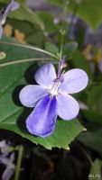 Лот: 11113110. Фото: 2. Клеродендрум Угандийский (голубые... Комнатные растения и уход