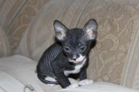 Лот: 3537153. Фото: 4. котенок Сфинкса. Красноярск