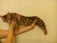 Лот: 4524198. Фото: 3. Бенгальский котенок. Растения и животные
