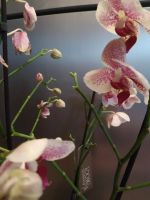 Лот: 15227654. Фото: 7. Орхидея Фаленопсис (5)