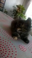 Лот: 7027407. Фото: 5. котята
