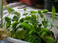 Лот: 6996071. Фото: 3. муррайя8 сеянец. Растения и животные