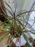 Лот: 21214173. Фото: 2. Цветы. Комнатные растения и уход